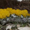 Tremella mesenterica